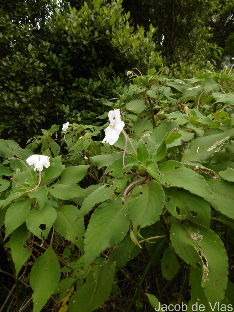 Impatiens henslowiana Arn.
